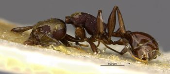 Media type: image;   Entomology 21005 Aspect: habitus lateral